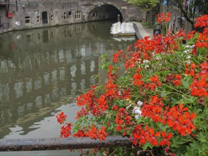 Vibrant red flowers on the edge of a canal with a view of a bridge and calm water, utrecht,