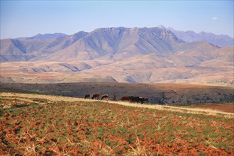 Shepard with animals in Lesotho