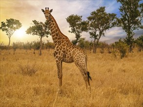 Giraffe, Giraffa camelopardalis on savannah in Africa at sunset