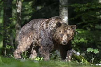 European brown bear (Ursus arctos arctos) in the forest, adult male, Notranjska region, Slovenia,