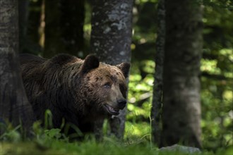 European brown bear (Ursus arctos arctos) in the forest, Notranjska region, Slovenia, Europe