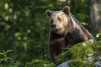 European brown bear (Ursus arctos arctos) in the forest, Notranjska region, Slovenia, Europe