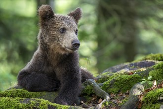 European brown bear (Ursus arctos arctos) in the forest, young, Notranjska region, Slovenia, Europe