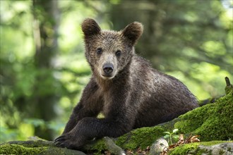 European brown bear (Ursus arctos arctos) in the forest, young, Notranjska region, Slovenia, Europe