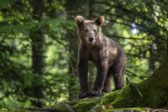 European brown bear (Ursus arctos arctos) in the forest, Notranjska region, Slovenia, Europe