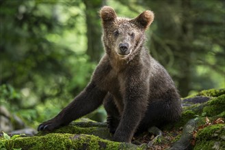 European brown bear (Ursus arctos arctos) in the forest, Notranjska region, Slovenia, Europe