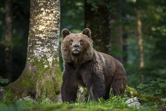 European brown bear (Ursus arctos arctos) in the forest, Notranjska region, Slovenia, Europe