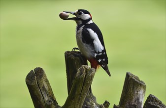 Great spotted woodpecker with hazelnut