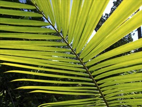 A large green palm leaf in front of a sunny background, Puerto de la cruz, tenerife, spain