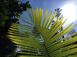 Large green palm leaf with bright sunshine and blue sky
