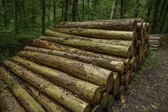 A high pile of tree trunks lies neatly by the wayside, gemen, münsterland, germany