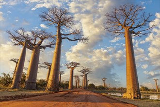 The Avenue of the Baobabs in the afternoon light with beautiful clouds in the sky