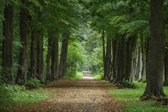 A narrow path through the forest, lined with tall trees, covered with leaves, gemen, münsterland,