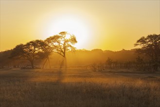 African sun setting behind tree