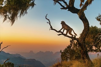 A Gelada Baboon sitting on a branch in the Ethiopian highlands