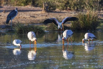 Yellowbilled Storks looking for food at a waterhole