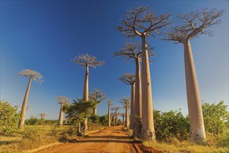 The Avenue of the Baobabs in the afternoon light