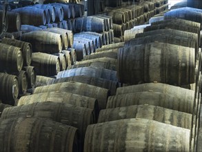 Rows of large wooden wine barrels stacked in a dark warehouse, Porto, Douro, Portugal, Europe
