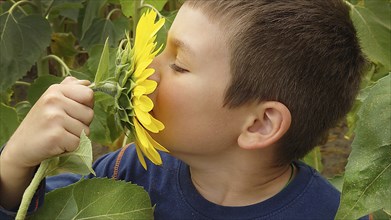 Child kissing a sunflower (Helianthus) Ð° mong green leaves in a sunny outdoor setting