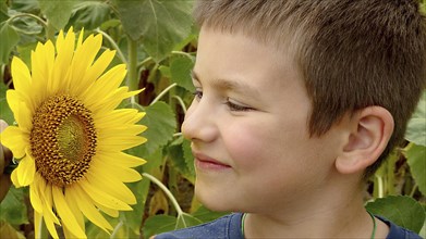 A boy smiling closely at a sunflower (Helianthus) set against a background of green leaves