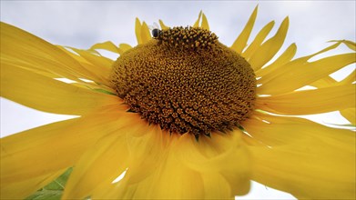 Close-up of a bright yellow sunflower (Helianthus) in full bloom under a light sky