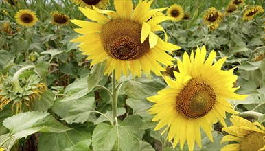 Vibrant yellow sunflowers (Helianthus) in full bloom in a green field, depicting a bright and