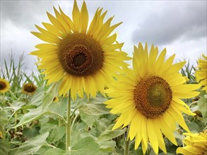 Two vibrant sunflowers (Helianthus) stand tall against a backdrop of green leaves and a cloudy sky