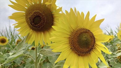 Bright sunflowers (Helianthus) with green leaves against a cloudy sky backdrop