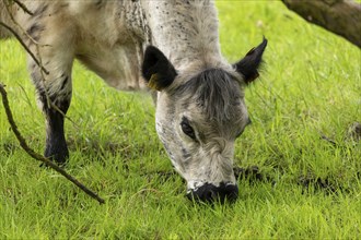 Galloway cattle grazing, Geltinger Birk, Geltinger Bucht, Nieby, Schleswig-Holstein, Germany,