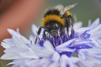 A bumblebee (Bombus) collects nectar from a purple flower in a close-up, Wismar,