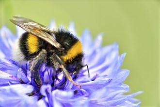 A bumblebee (Bombus) sits on a purple flower and collects nectar in a macro photo, Wismar,