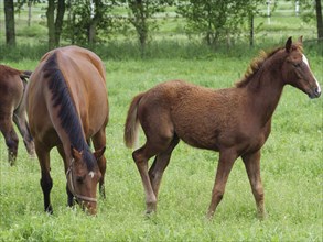 Brown horse and foal on a green pasture, Borken, Westphalia, Germany, Europe