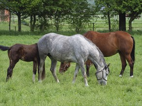 Three horses, one of them white, grazing on a green meadow surrounded by trees, Borken, Westphalia,