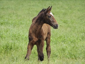 A foal stands on a green meadow and looks to the right, Borken, Westphalia, Germany, Europe