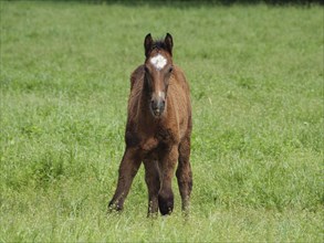 A young foal stands on a green meadow and looks directly into the camera, Borken, Westphalia,