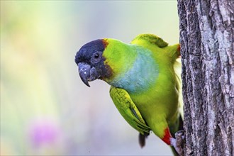 Nanday parakeet (Aratinga nenday) Pantanal Brazil