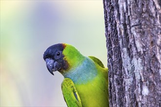 Nanday parakeet (Aratinga nenday) Pantanal Brazil
