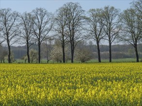 A vast rapeseed field with blooming yellow flowers and a row of bare trees in the background,