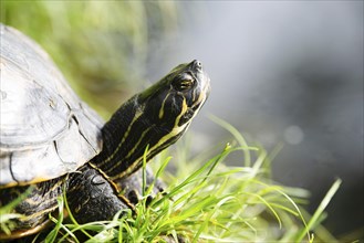 Yellow bellied eared turtle sitting on the riverbank of a pond, Trachemys scripta living in the US,