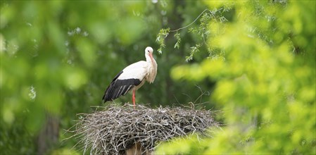 White storks on the nest surrounded by green trees, ciconia in spring, Oberhausen Heidelberg in