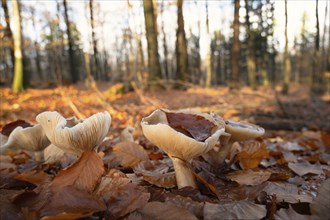 Clitocybe nebularis or clouded agaric mushroom in the autumn forest, colorful foliage and trees,