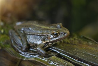 Aga toad, bufo marinus sitting on a tree log, amphibian inhabitant in wetland eco system, Haff