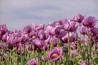 Opium poppy (Papaver somniferum), cultivation of edible poppy, poppy field, Donnersbergkreis,