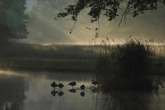 Summer morning atmosphere, morning fog, Germany, Europe