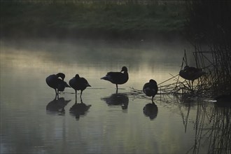 Summer morning atmosphere, morning fog, Germany, Europe