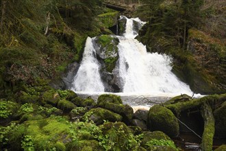 Triberg waterfall in the Black Forest, highest fall in Germany, Gutach river plunges over seven