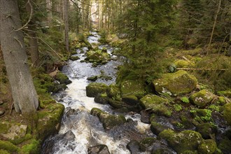 Triberg waterfall in the Black Forest, highest fall in Germany, Gutach river plunges over seven