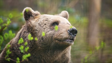 Brown bear in the forest, wildlife in the woodland, portrait of a grizzly, encounter with predator,
