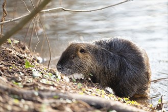 Nutria, coypu herbivorous, semiaquatic rodent member of the family Myocastoridae on the riverbed,