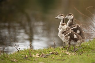 Egyptian goose chick, alopochen aegyptiaca in the spring, animal and water bird